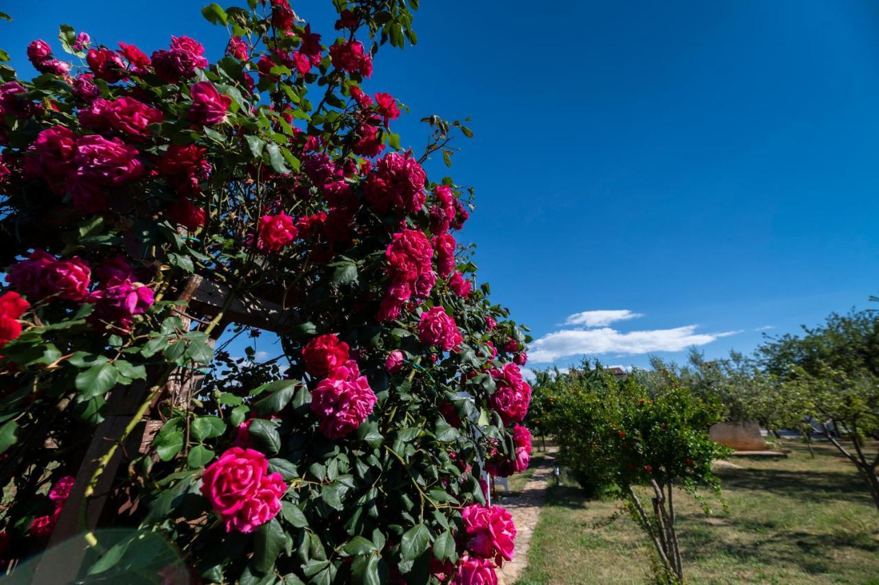 Casa Di Oliva Villa Brtonigla Bagian luar foto